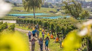 Eine Gruppe wandert auf einem Naturweg durch die Rebberge. In den Reben werden Trauben geherbstet.