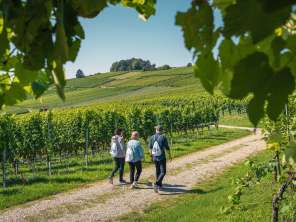Drei Personen laufen durch die Reben. Sie tragen alle einen weissen Turnbeutel mit Wein und Snacks.