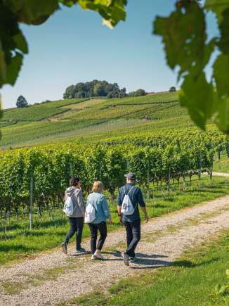 Drei Personen laufen durch die Reben. Sie tragen alle einen weissen Turnbeutel mit Wein und Snacks.